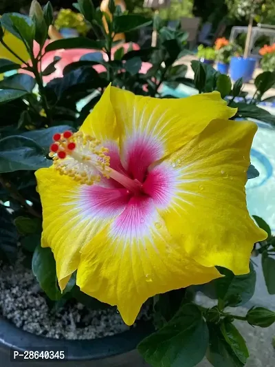 Platone Hibiscus Plant Hibiscus Joba Yellow in Colour Live Plant Disha-2961-thumb0