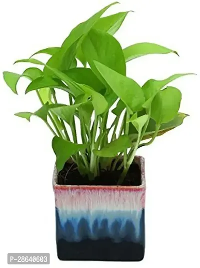 Platone Metallic Money Plant PTOXJ95