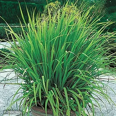 Platone Lemon Grass Plant ravLEMONGRASS%11-thumb0