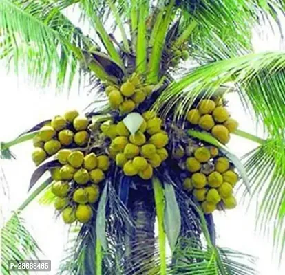 Platone Coconut Plant Coconut Plant62-thumb0