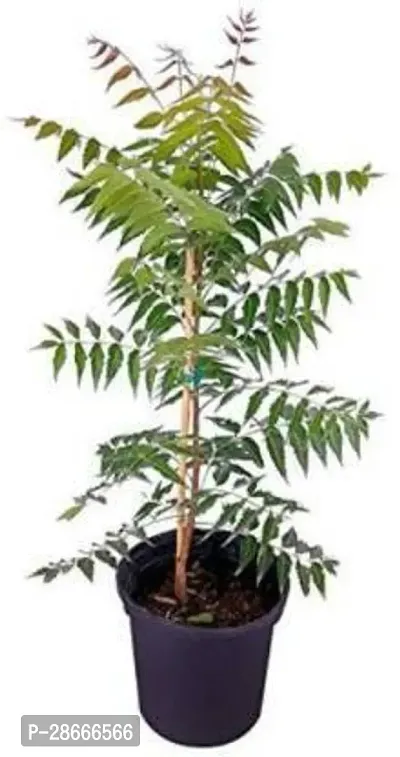 Platone Neem Plant Neem8667