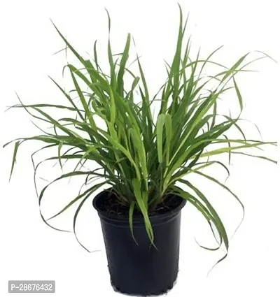 Platone Lemon Grass Plant ValPlantnt_529-thumb0