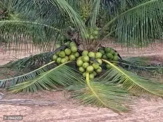 Platone Coconut Plant uucc01-thumb0