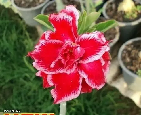 Platone Adenium Plant Adenium flower plant Live Plant outdoor-thumb0