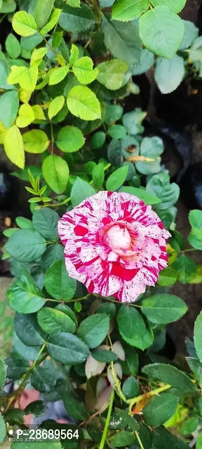 Platone Rose Plant Rare Grafted Dragon Rose Red White Striped Rose Flower 1 Healthy Live Plant-thumb0