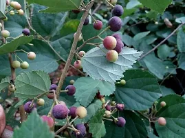 Platone Phalsa Plant Phalsa Falsa Grewia Asiatica Fruit Medicinal 1 Healthy Live Plant For HomeGardenhellip;-thumb1