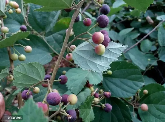 Platone Phalsa Plant Phalsa Falsa Grewia Asiatica Fruit Medicinal 1 Healthy Live Plant For HomeGardenhellip;-thumb2