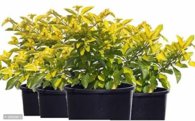 Platone Duranta Plant Duranta Plant-thumb0