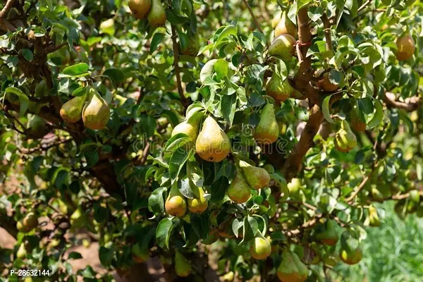 Platone Pear Plant Nashpati fruit plant-thumb2