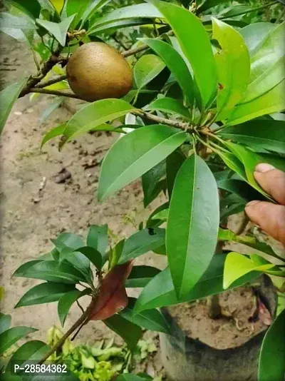 Platone Chiku Plant Live Fruit Plant Manilkara Zapota,Sapodilla, Sapota, chikoo, Chico, Naseberry, or Nispero Sapota Chikoo SapotaChikoo Healthy (Thailand Variety) for Home and Outdoor Garden.V401-thumb0