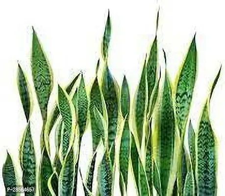 Platone Snake Plant snake plant0063