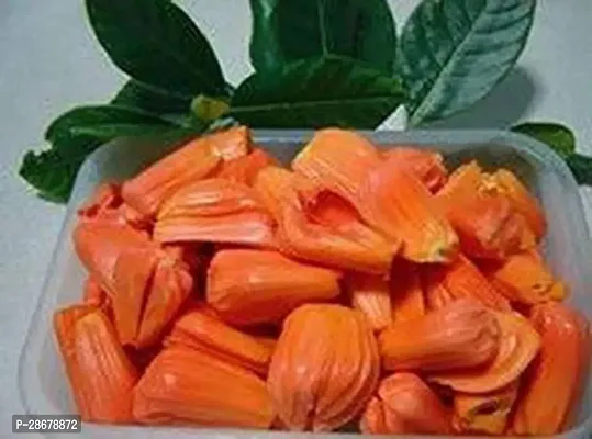 Platone Jackfruit Plant Jackfruit Plant-10