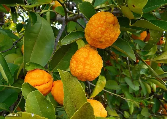 Platone Lemon Plant Bush Lemon Plant