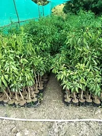 Platone Chiku Plant Thai chiku plants-thumb1