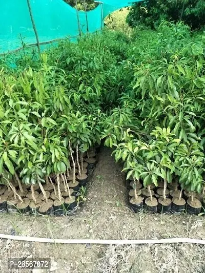 Platone Chiku Plant Thai chiku plants-thumb2