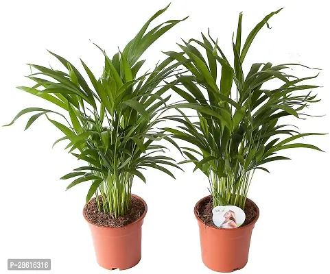 Platone Areca Palm Areca Palm Plant-thumb0