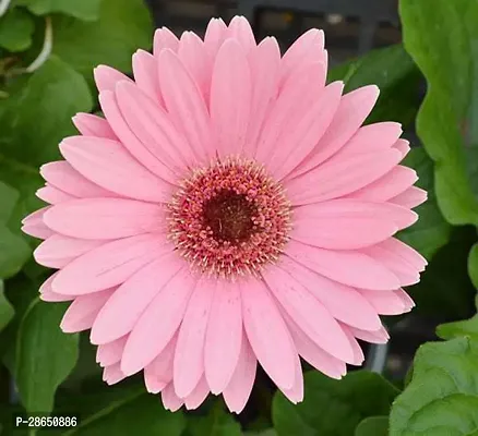 Platone Gerbera Plant Gerbera Flower Plants-thumb0