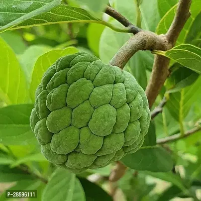 Platone Custard Apple Plant Custard Apple Live Plant Disha-30903511