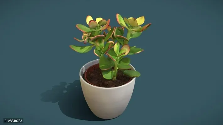 Platone Jade Plant JADE PLANT AWWZ