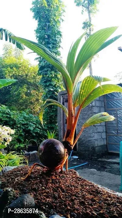 Platone Coconut Plant rbv01