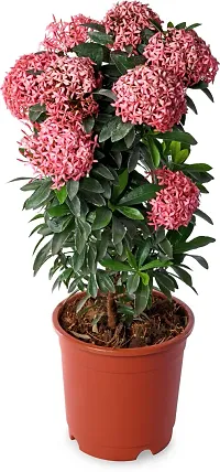 Platone Inermi Plant Ixora Pink Natural Live Plant-thumb1