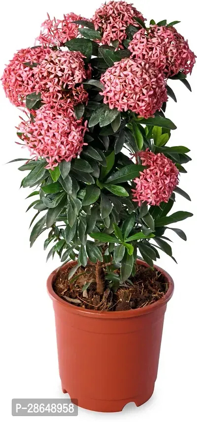 Platone Inermi Plant Ixora Pink Natural Live Plant-thumb2