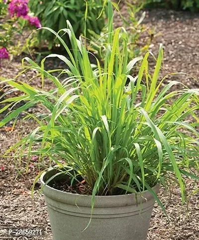 Platone Lemon Grass Plant Lemon grass plant-6