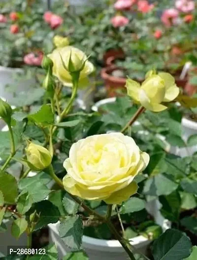 Platone Rose Plant Rich Cream Japanese Rose Plant-thumb2