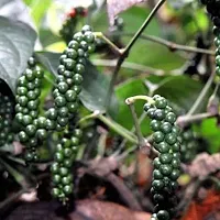 Platone Black Pepper Plant Black pepper(Model Name- Balancotta)plant-thumb2