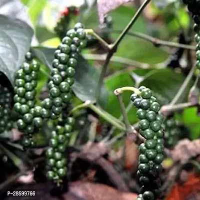 Platone Black Pepper Plant Black pepper(Model Name- Balancotta)plant-thumb3