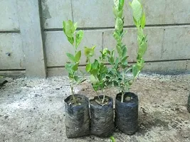 Platone Lemon Plant LEMON TREE SEED FREE-thumb2