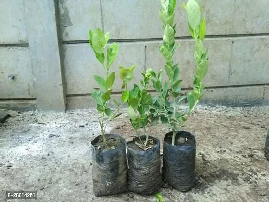 Platone Lemon Plant LEMON TREE SEED FREE-thumb3