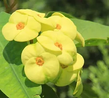 Platone Euphorbia Plant Euphorbia Milii Flower Plant-Mp-05-thumb1