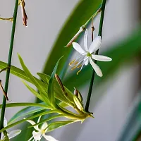 Platone Spider Plant Spider Plant, Chlorophytum Comosum Green-thumb2