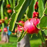 Platone Dragon Tree AM Sweet Red Dragon Tree-thumb2