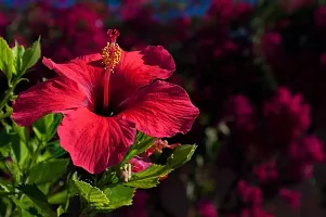 Platone Hibiscus Plant hibiscus plant 27-thumb2