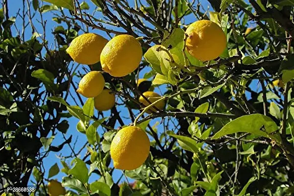 Platone Sweet Lemon Plant LEMON23-thumb0
