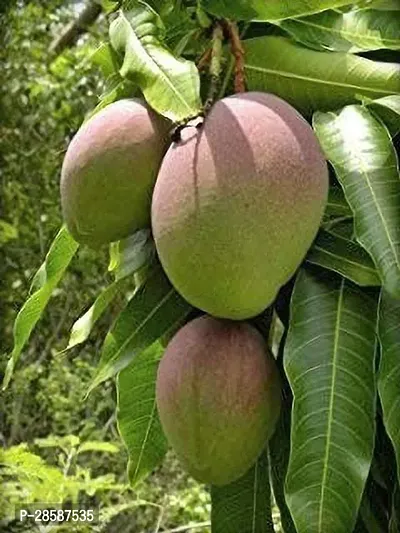 Platone Mango Plant Hybrid Gulab Khaas Mango Plants and Dwarf Variant