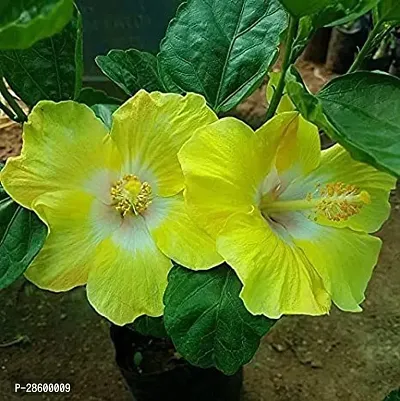 Platone Hibiscus Plant hibiscus plant 30-thumb0