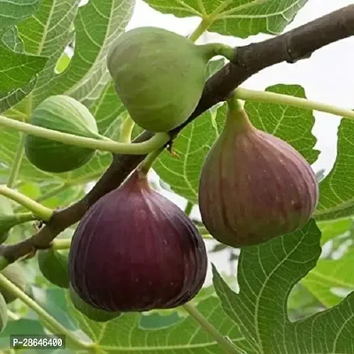 Platone GularCluster Fig Plant Fig Plant (Anjeer Fruit) - Var. Brown Turkey - 6-8 inch (potted)-thumb0