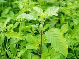 Platone Tulsi Plant Rama_Tulsi_Plant-thumb1