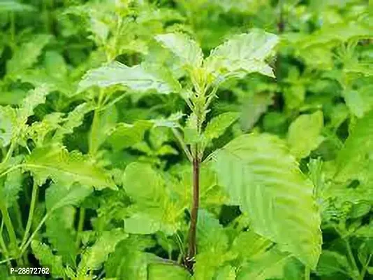 Platone Tulsi Plant Rama_Tulsi_Plant-thumb2