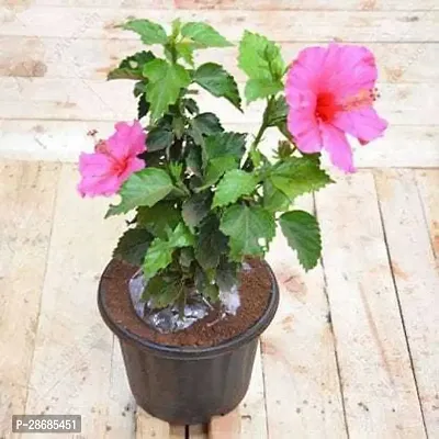 Platone Hibiscus Plant Pink Hibiscus Flower Plant-thumb0