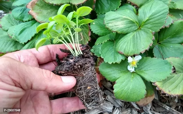 Platone Strawberry Plant Strawberry-thumb2