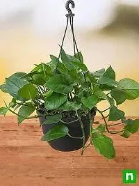 Platone Money Plant MONEY PLANT DWQ-thumb1