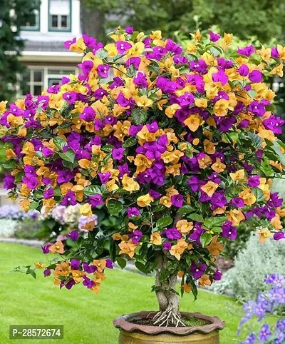 Platone Baugainvillea Plant Baugainvillea Plant Disha-000304-thumb0