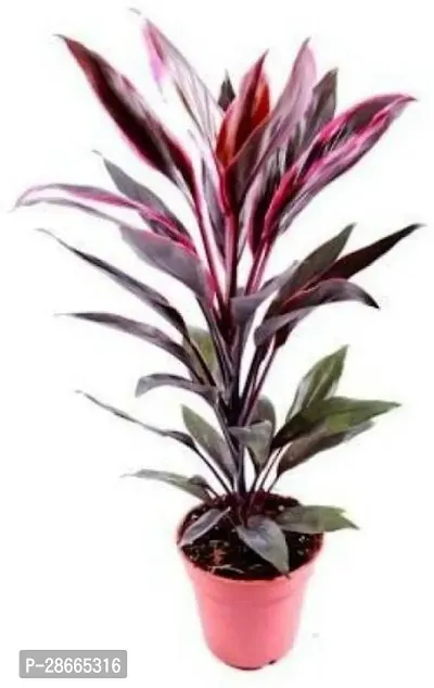 Platone Dracaena Plant Dracaena Plant-6