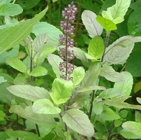 Platone Tulsi Plant Rama Tulsi Plant-thumb1