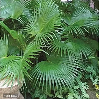 Platone China Palm Plant China Palm Plant-thumb0