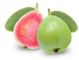 Platone Guava Plant Hybrid Pink Sweet Guava Fruit Plant-thumb1